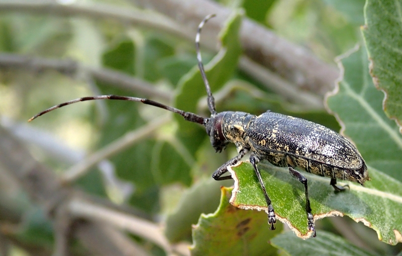 Monochamus galloprovincialis, Cerambycidae, Croazia